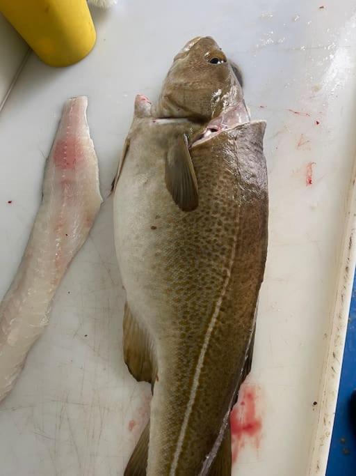 Krokenes Sylte  المظهر الخارجي الصورة